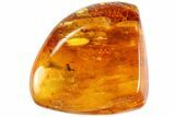 Detailed Fossil Fly (Diptera) In Baltic Amber #81810-1